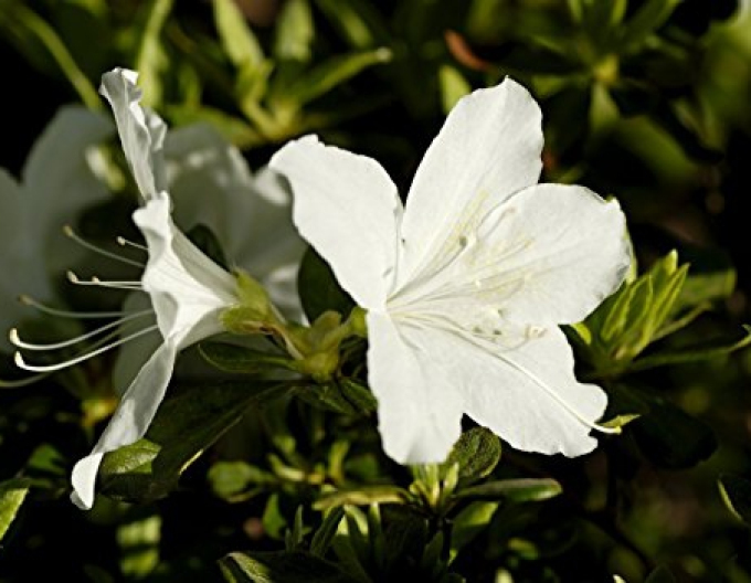 Azalea japonica Adonis