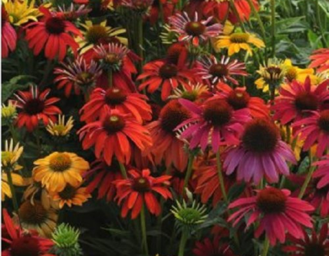 Echinacea "Cheyenne Spirit"