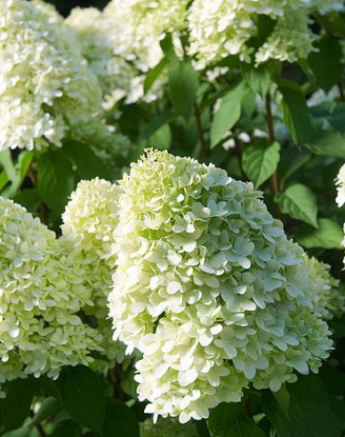 Rispenhortensie Limelight