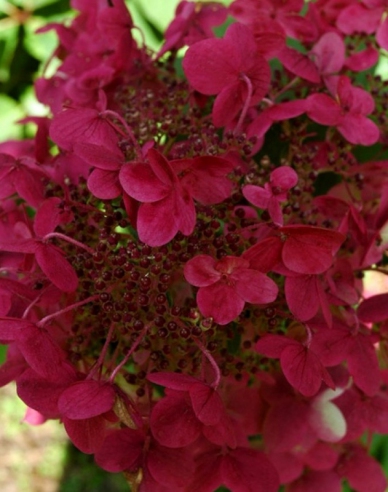 Rispenhortensie Wims Red