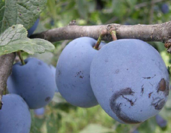 Pflaume Čačanská lepotica, auf Myrobalane, wurzelnackt