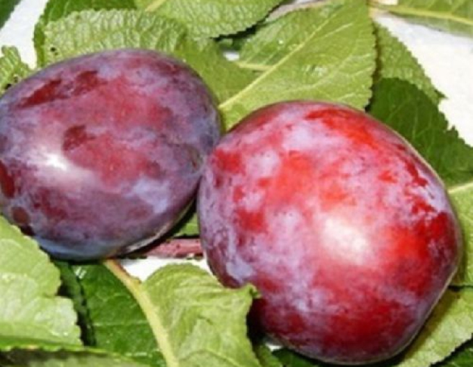 Frühpflaume Čačanska, auf Myrobalane, wurzelnackt