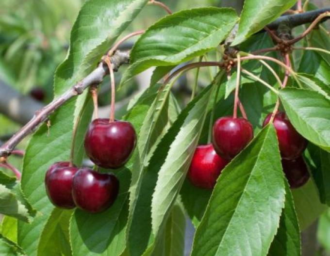 Cherry Regina spät, sub. Colt, Freilauf.