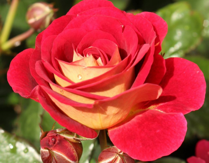 Rose Die Sehenswerte