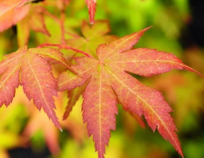 Japanischer Ahorn Bihou