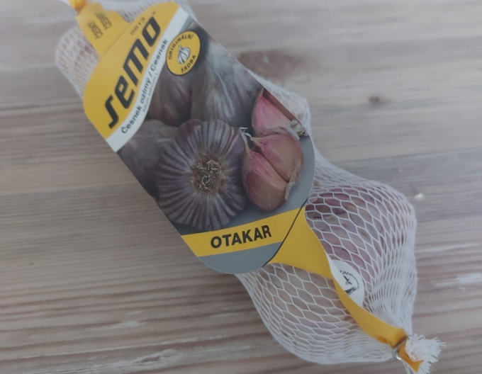 Herbst-Knoblauch-Setzlinge Otakar 4 Zwiebeln