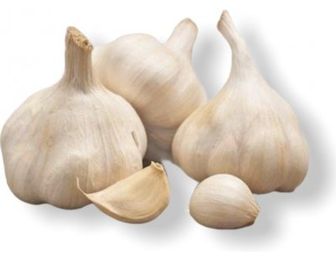 Herbst-Knoblauch-Setzlinge MOJMÍR 500g