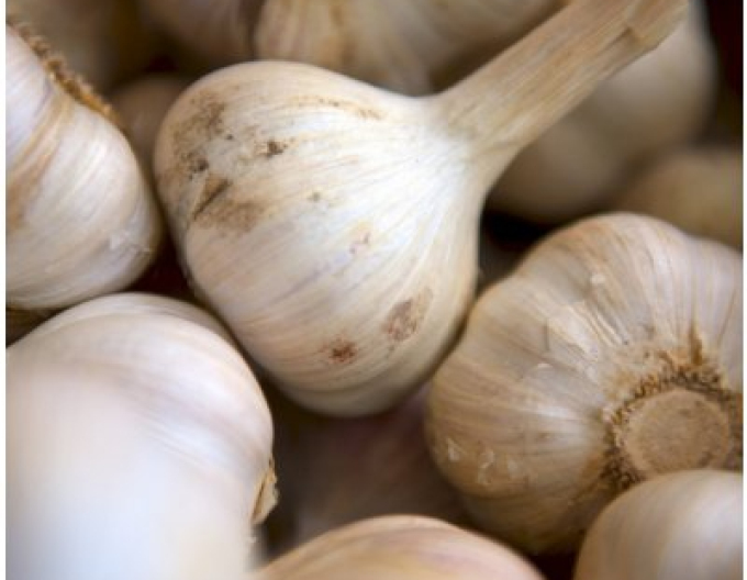 Knoblauchsämling Herbst MATUS 500g