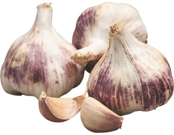 Herbst-Knoblauch-Setzlinge GERMIDOUR 500g
