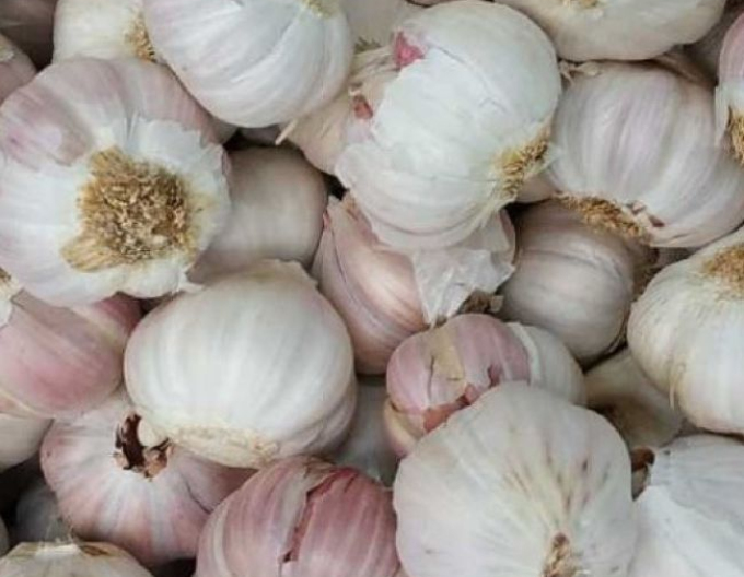 Frühlingsknoblauch MORADO 500g