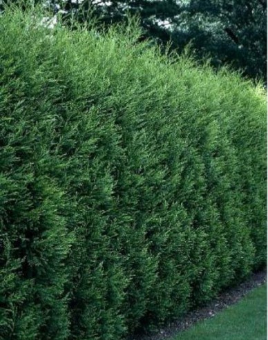 Leyland-Zypresse 2001