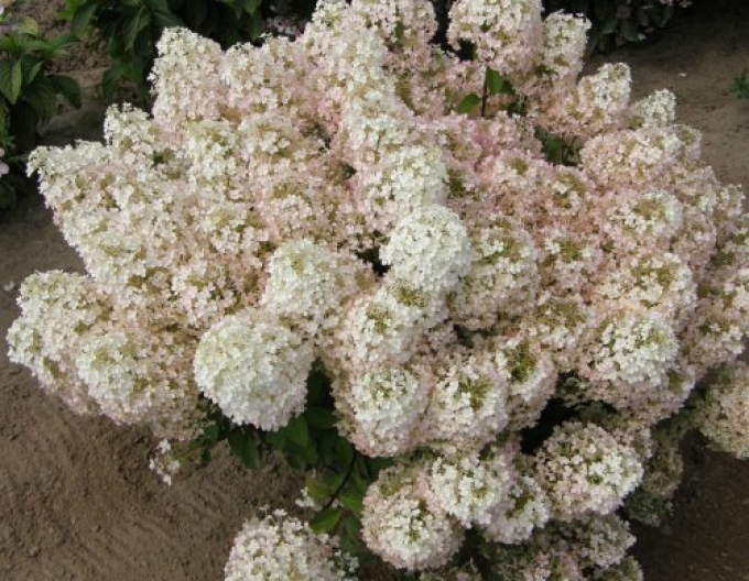 Rispenhortensie Bobo