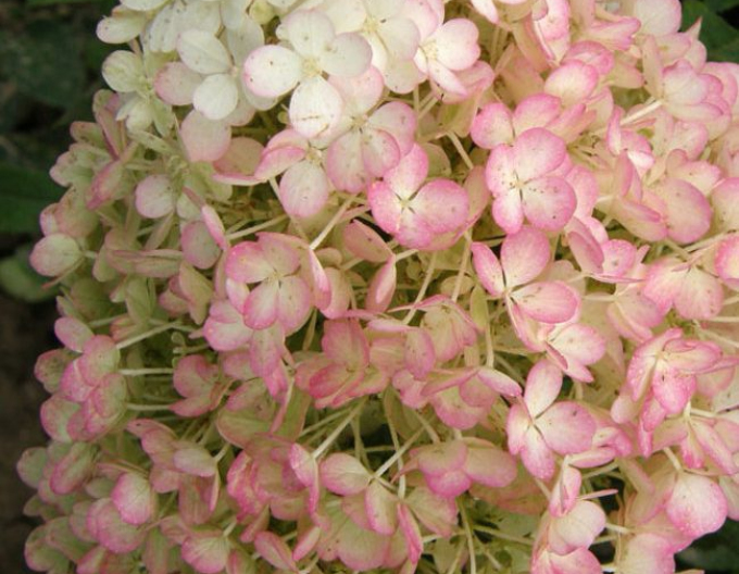 Rispenhortensie Bobo