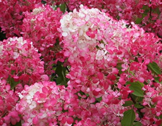 Hortensie Diamant Rouge