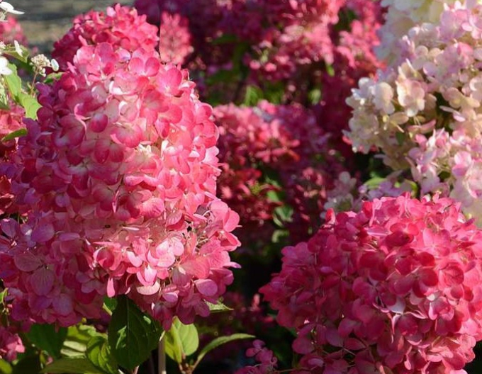 Hortensie Diamant Rouge