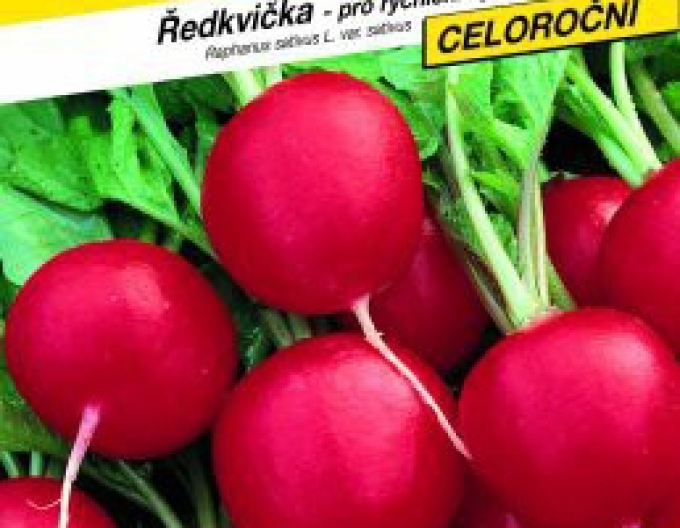 Semo Radieschen  Rot Quinta