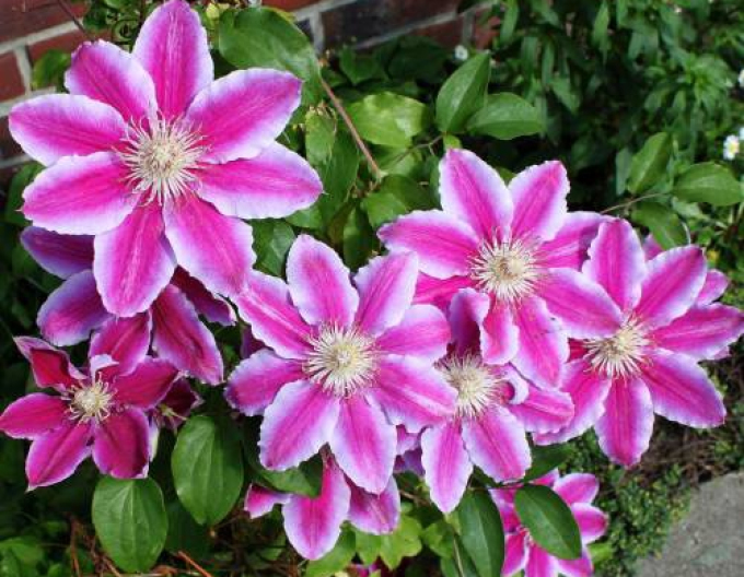 Clematis Doktor Ruppel