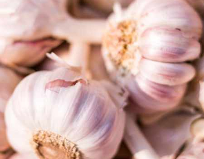 Herbst-Knoblauch-Setzlinge IVAN 4 Zwiebeln