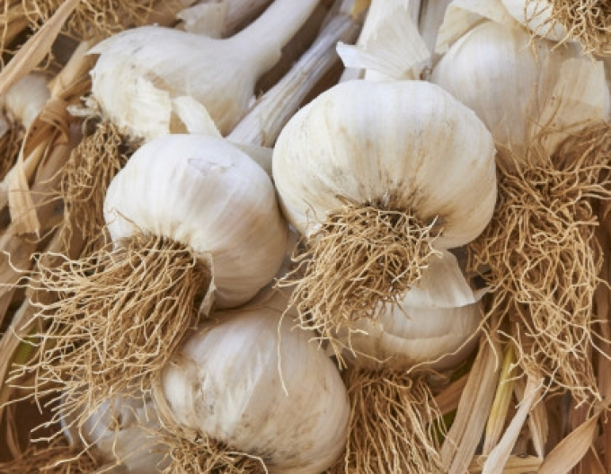 Knoblauch Sämling Knoblauch MESSIDROME 250g