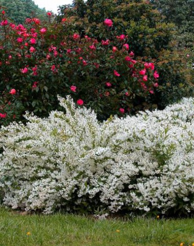 Maiblumenstrauch
