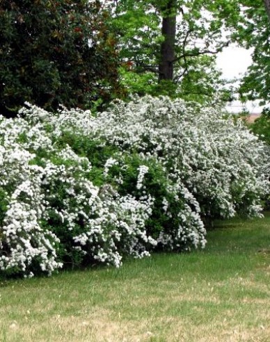 Maiblumenstrauch