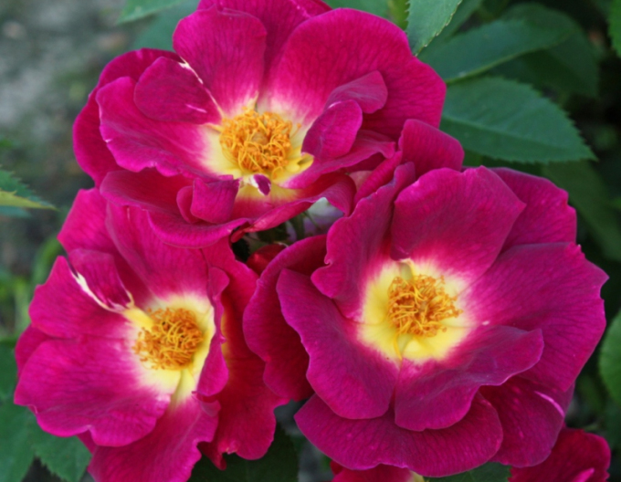 Rose Weg der Sinne