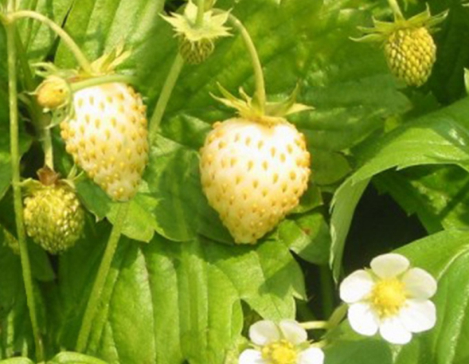 Erdbeere Yellow Wonder