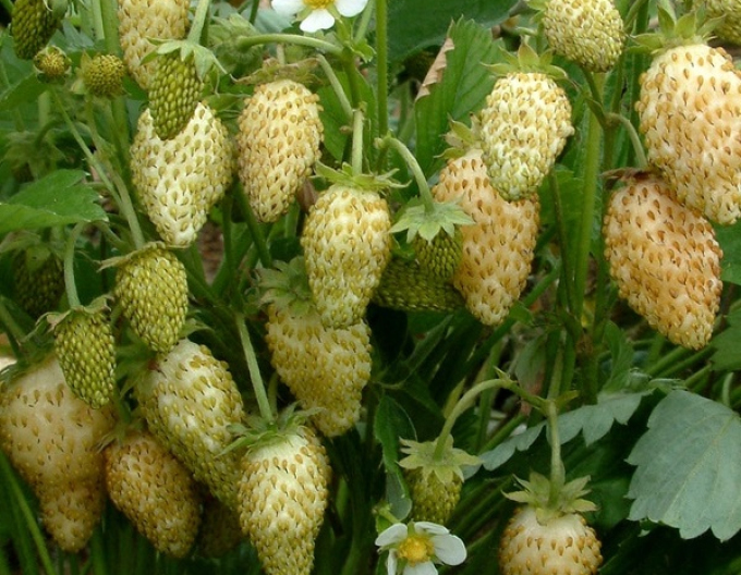 Erdbeere Yellow Wonder