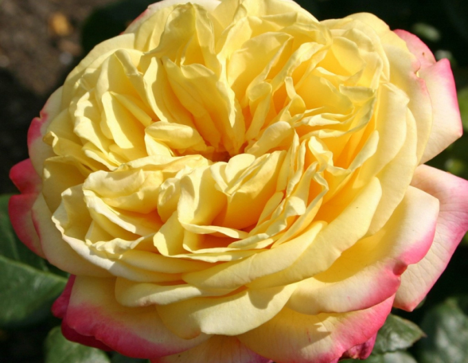 Rose Cordes Jubilee