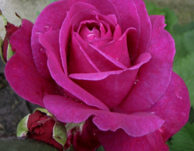 Rose Bewährung