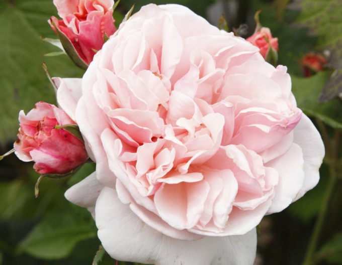 Rose Eifelzauber