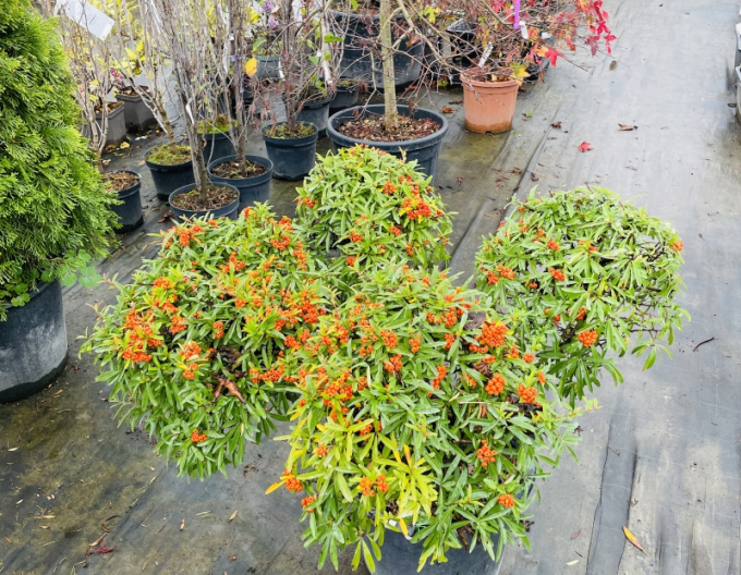 Scharlachrot Weißdorn Mo - Mo