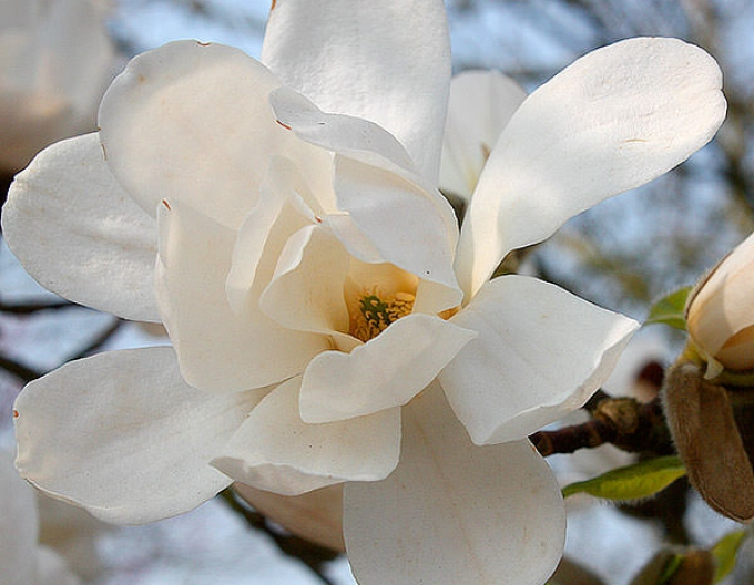 Magnolie Merrill
