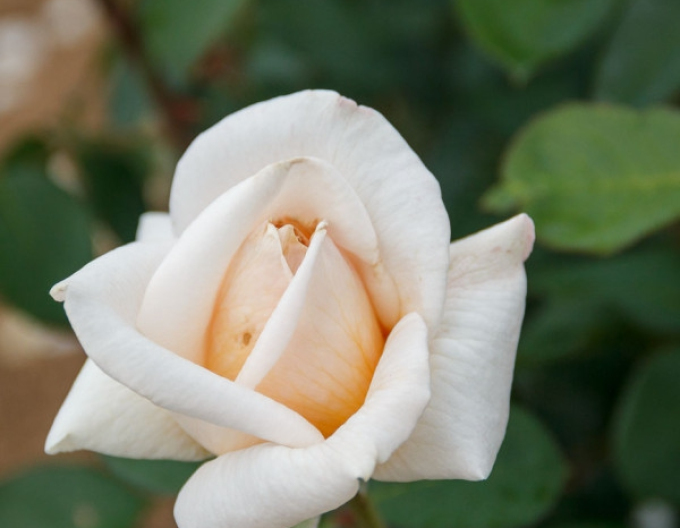 ROSE "Nachricht"