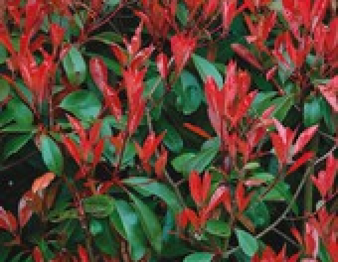 Fraser Rotkehlchen "Little Red
