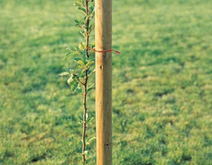 Stützpfahl mit Erdspieß Durchmesser 6cm - Höhe 250cm