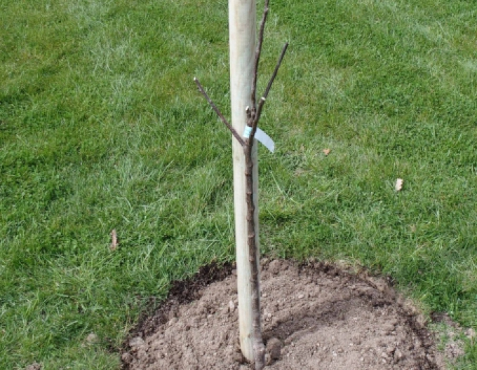 Stützpfahl mit Erdspieß Durchmesser 6cm - Höhe 250cm
