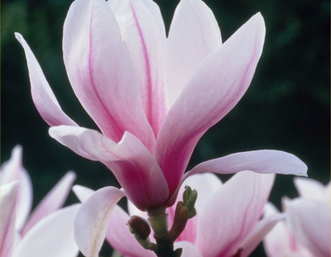 Magnolie Soulangiana