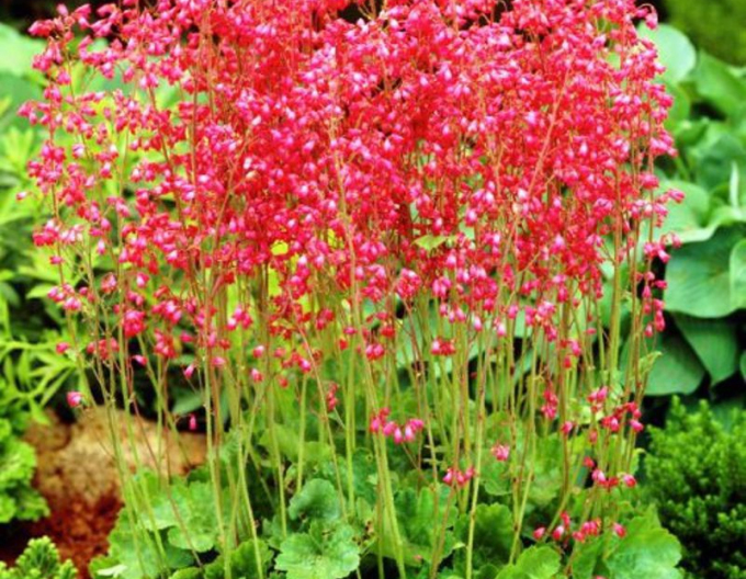 Heuchera "Korallenwald"