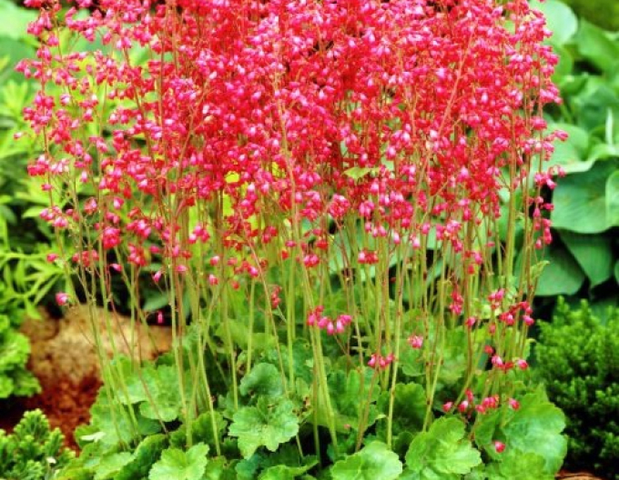Heuchera "Korallenwald"