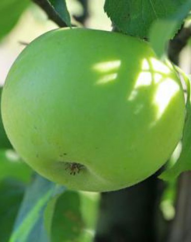 Säulenapfel Bolero, auf M7, Cont. 5l
