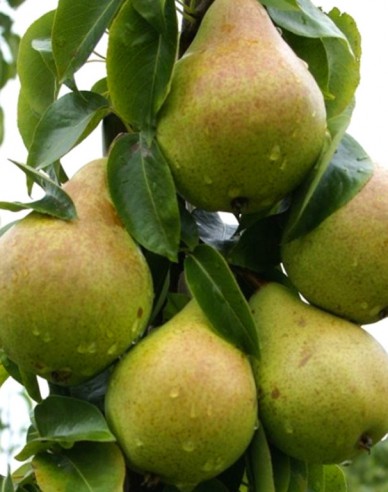 Säulenbirne Condo, auf Quitte, Cont. 2l