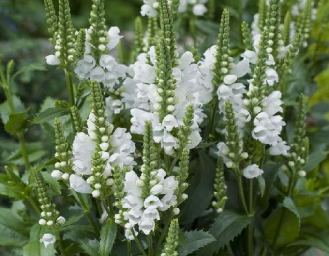 Virginia physostegia Crystal Peak White