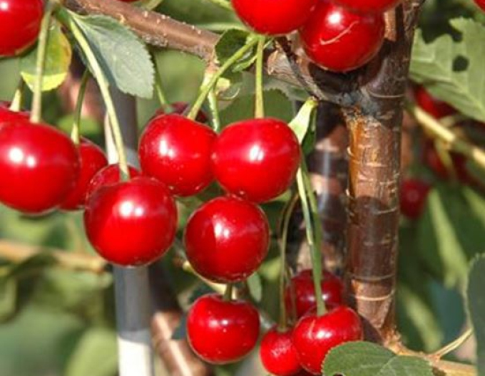 Säulen-Sauerkirsche Jachim, auf Prunus Mahaleb, Cont. 2l