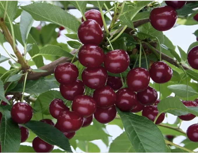 Säulen-Sauerkirsche Jachim, auf Prunus Mahaleb, Cont. 2l