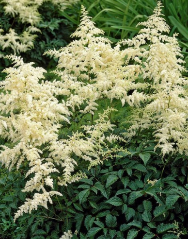 Astilbe Brautschleier