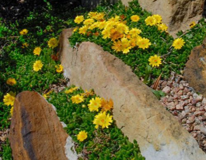 Delosperma Gold Nugget