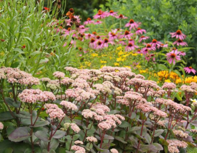 Johanniskraut Matrona Light Rose