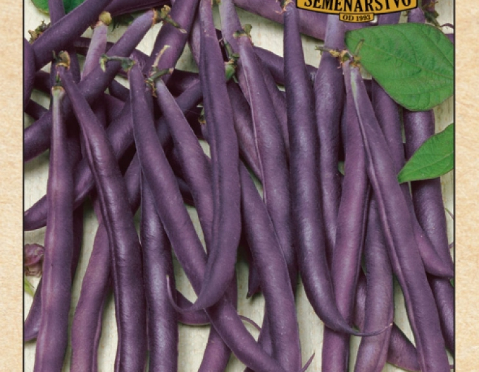 Buschbohne Purple Queen