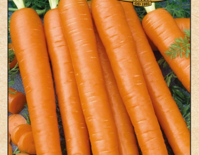 Saatguterzeugung Karotte Nantes 3